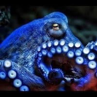Octopi