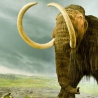 Woolly Mammoth