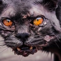 Yellowfang's deathÂ in the ThunderClan fire