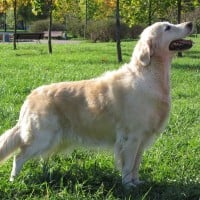 Golden Retriever
