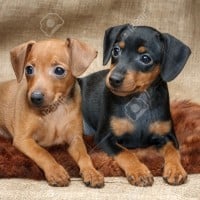 Miniature Pinscher