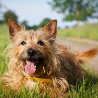 Australian Terrier