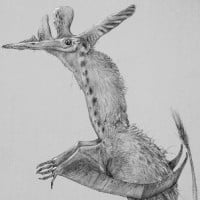 Various Pterosaurs - David Peters