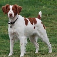 Brittany Spaniel
