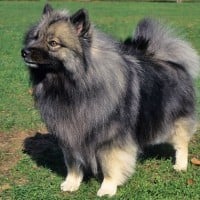 Keeshond