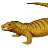 Megalania