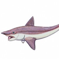 Helicoprion