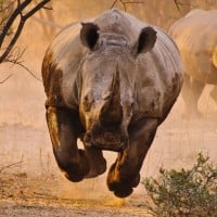 Rhinoceros