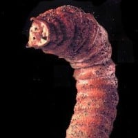 Mongolian Death Worm