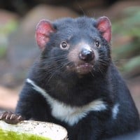 Tasmanian Devils