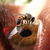 Apiphobia - fear of bees