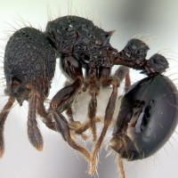 Adelomyrmex Vaderi
