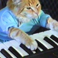 Keyboard Cat 2020