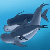 Blunt-Snouted Dolphin