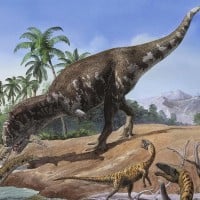 Majungasaurus Crenatissimus