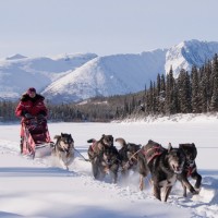 Sled dogs are the main source of transportation