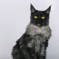 Shadows that Night Follows