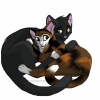 Gray Wing & Turtle Tail