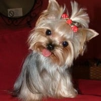 Yorkie
