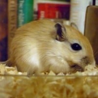 Gerbil