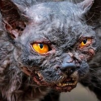 "You will be a great leader. Don't be afraid." - Yellowfang