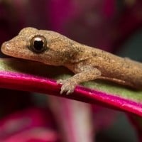 Gecko