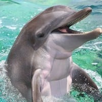 Dolphin