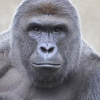 Harambe