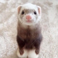 Ferrets