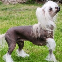 Chinese Crested Dog