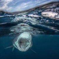 Galeophobia - fear of sharks