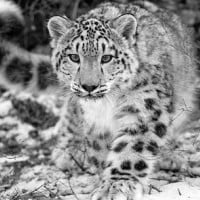 Snow Leopards