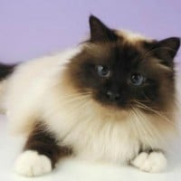 Birman