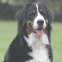 Bernese Mountain Dog