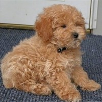 Miniature Poodle