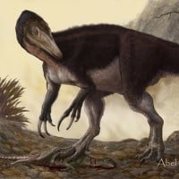Megaraptor Namunhuaiquii