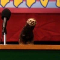 The Weasel (Ned's Declassified School Survival Guide)