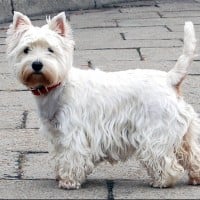 West Highland White Terrier