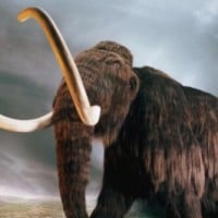 Woolly Mammoth