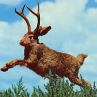 Jackalope