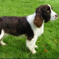 English Springer Spaniel