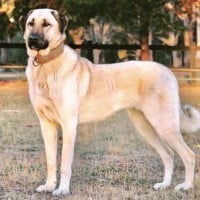 Kangal
