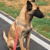 Belgian Malinois
