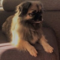 Tibetan Spaniel