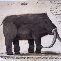 Mammoth - Sir Hans Sloan