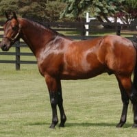 Standardbred
