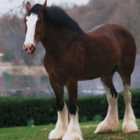 Clydesdale