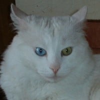 Turkish Angora