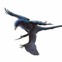 Microraptor