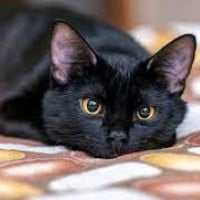 Halloween is the worst time to try to get a black cat